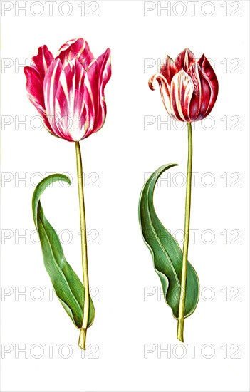 Garden tulip