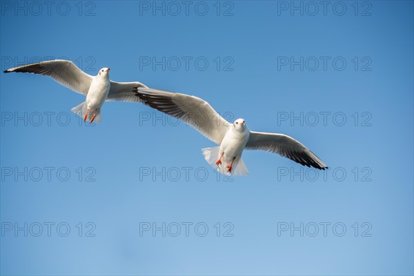 Pair of seagulls flying in the sky background