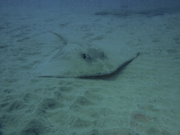 Dragon stingray