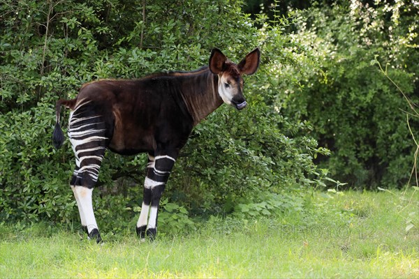 Okapi