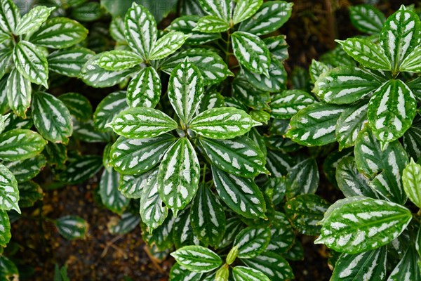 (Pilea) Cadierei', a tropical plant that is also called 'Aluminium Plant' or 'Watermelon Pilea'