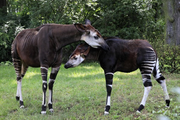 Okapi