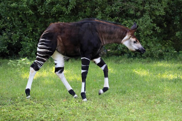 Okapi