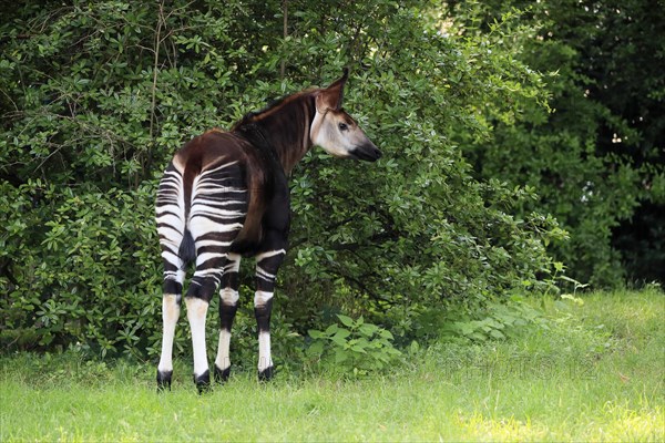 Okapi
