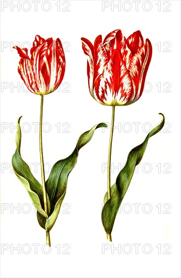 Garden tulip