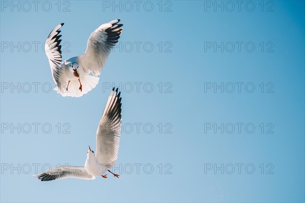 Pair of seagulls flying in blue a sky background