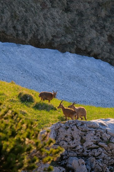 Ibex on a green meadow surrounded by rocky terrain in the warm morning light