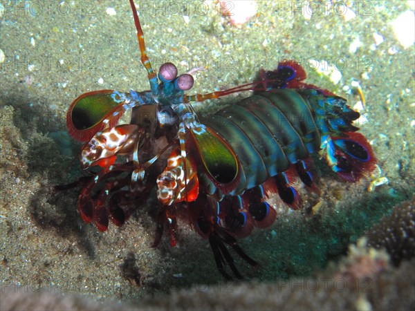 Peacock mantis shrimp