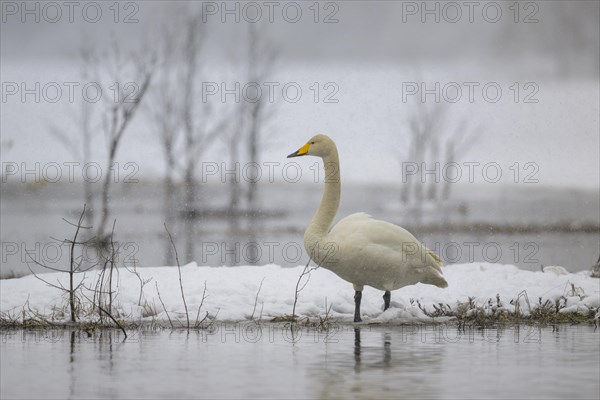 Whooper Swan