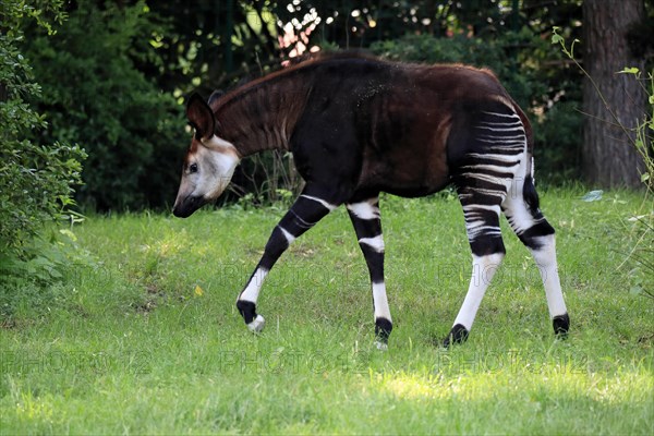 Okapi