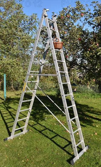Apple tree