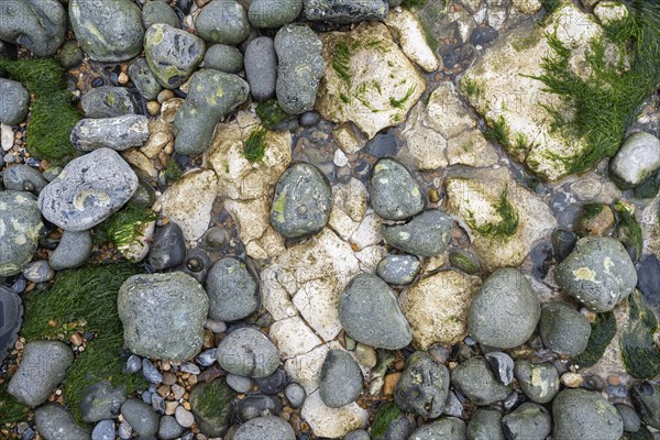Round cut flints and limestones