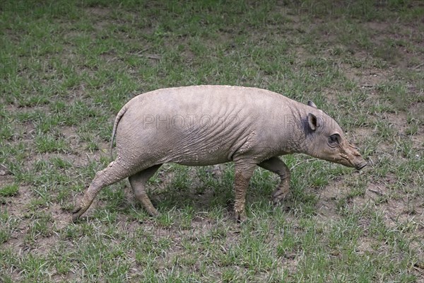 North sulawesi babirusa
