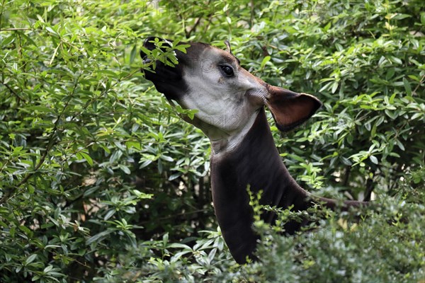 Okapi