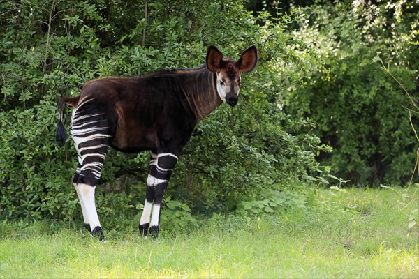 Okapi