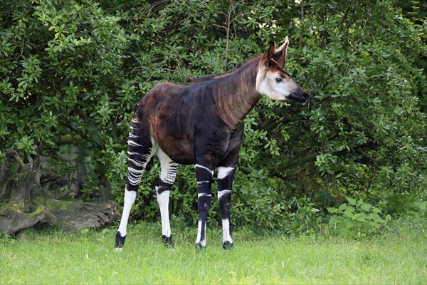 Okapi