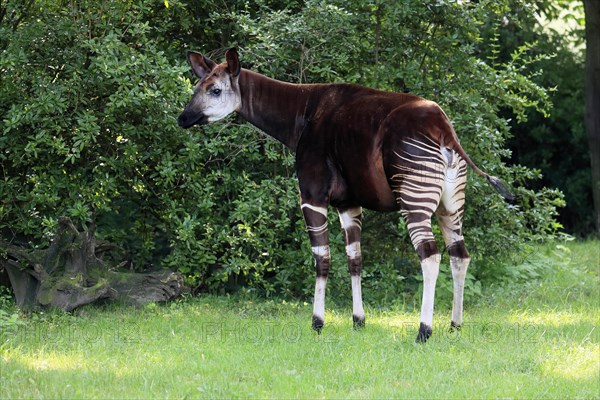 Okapi