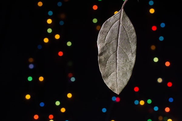 Dry leaf on a bokeh lighton a dark background