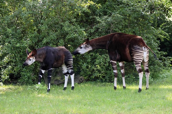 Okapi