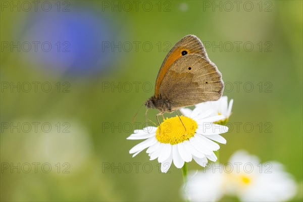 Meadow brown