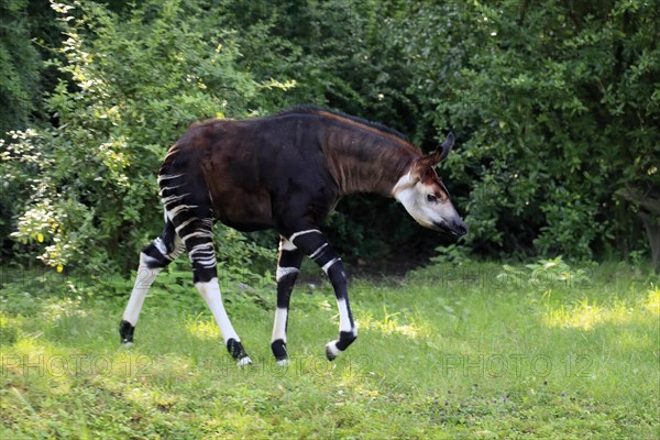 Okapi