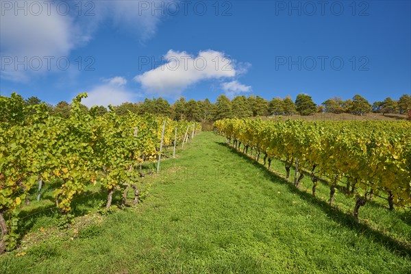 Vineyard