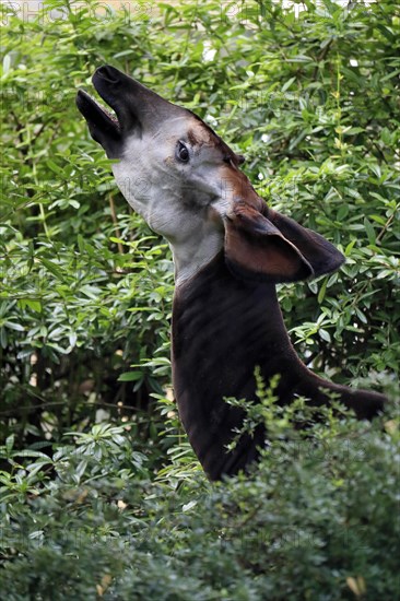 Okapi
