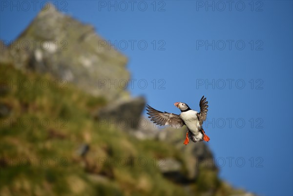 Puffin