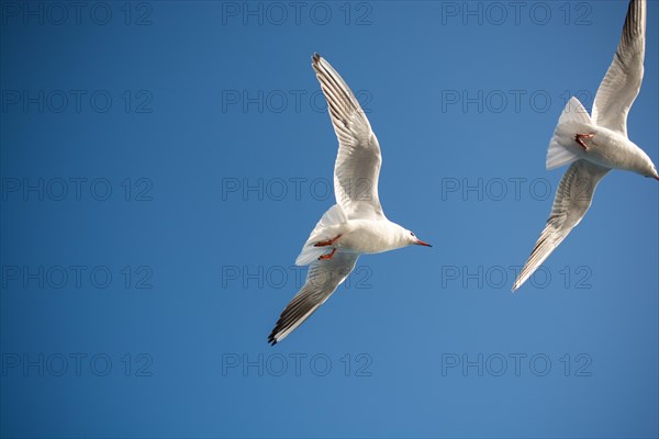 Pair of seagulls flying in blue a sky background