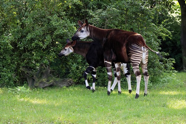 Okapi