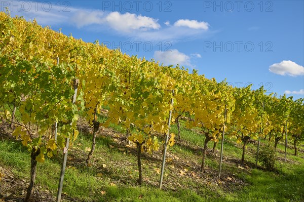 Vineyard