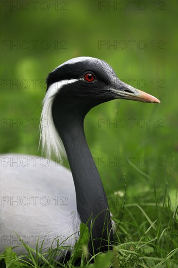 Demoiselle crane
