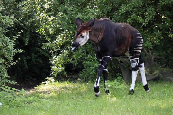 Okapi