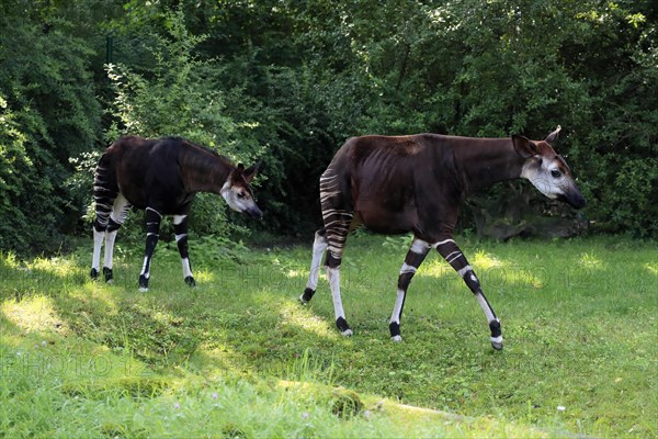 Okapi