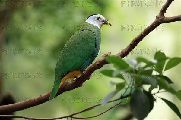Black-naped Fruit Dove