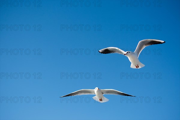 Pair of seagulls flying in the sky background