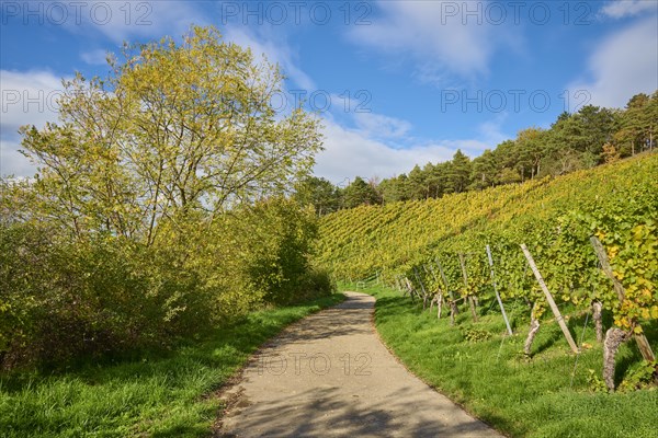 Path
