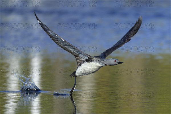 Red-throated diver
