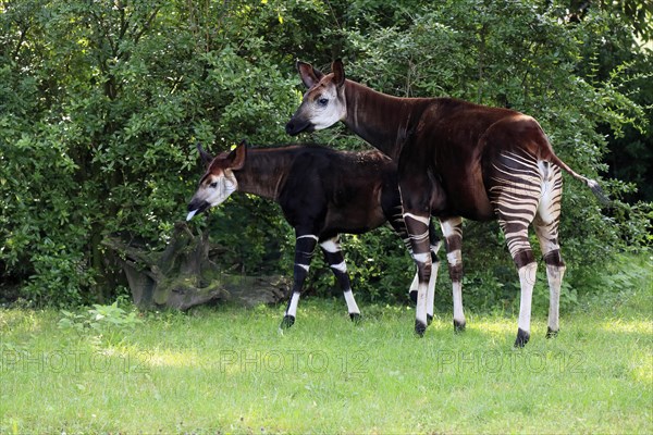 Okapi