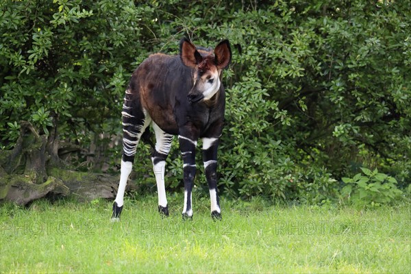Okapi