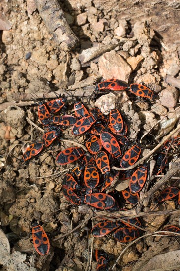 The firebug
