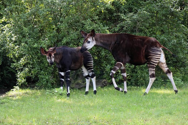 Okapi