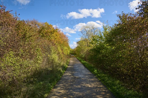 Path