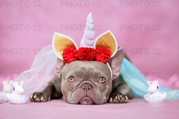 Adorable French Bulldog dog with unicorn costume headband with horn