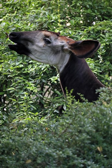 Okapi