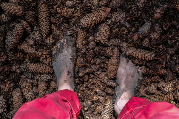 Feet of a man on pine cones on the Wuppenau barefoot path on the Nollen