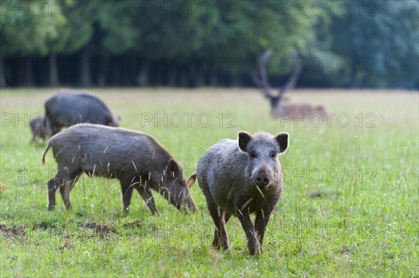 Wild boars