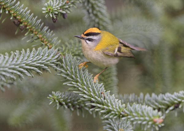 Summer Goldcrest
