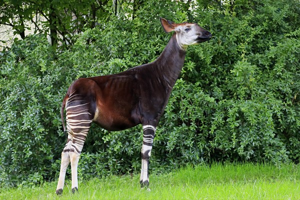 Okapi