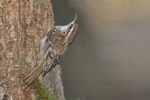 Eurasian treecreeper